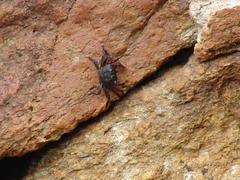 Parasesarma catenatum