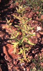 Polycarena silenoides