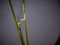 Aristida dichotoma
