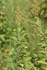 Spiraea salicifolia
