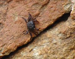 Parasesarma catenatum