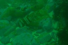 Chrysoblephus gibbiceps