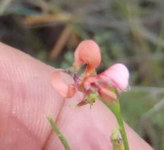 Indigofera heterotricha
