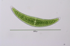Closterium moniliferum