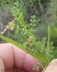 Indigofera heterotricha