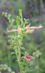 Indigofera heterotricha