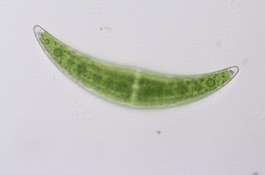 Closterium moniliferum