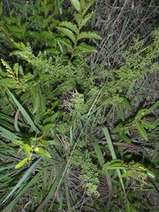 Indigofera heterotricha