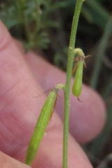 Indigofera heterotricha