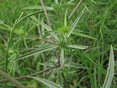Eryngium caeruleum