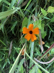 Thunbergia alata