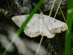 Selidosema brunnearia