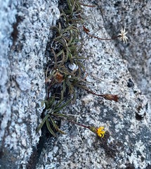 Pyrrocoma apargioides