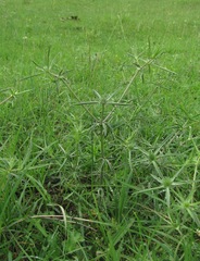 Eryngium caeruleum