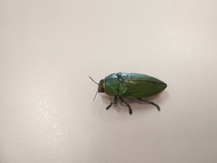 Chrysochroinae
