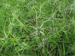 Eryngium caeruleum