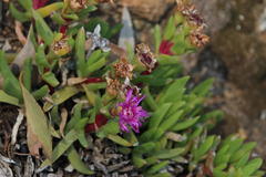Ruschia rubricaulis