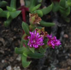 Ruschia rubricaulis