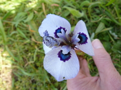 Moraea aristata