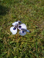 Moraea aristata