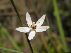Asclepias feayi