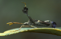 Hemiptera