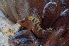 Pavoclinus profundus