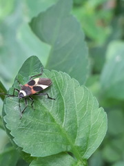 Craspeduchus variegatus