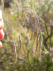 Bromus porteri