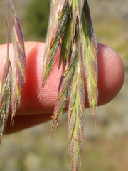 Bromus porteri