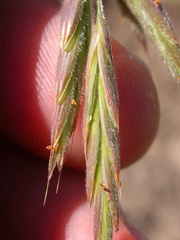 Bromus porteri