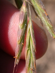 Bromus porteri
