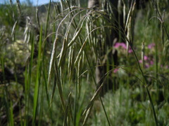 Bromus porteri