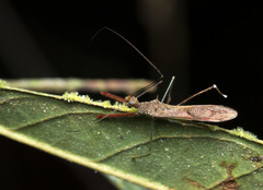 Hemiptera
