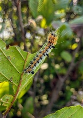 Acronicta hastulifera