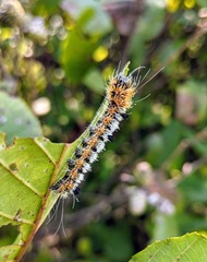 Acronicta hastulifera