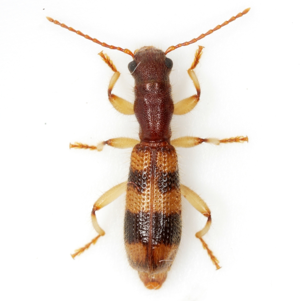 Long-necked Cymatodera