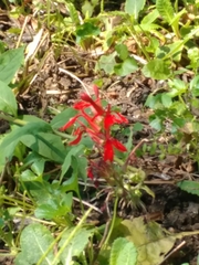 Lobelia cardinalis