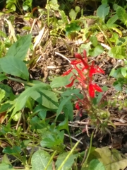 Lobelia cardinalis
