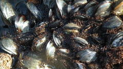 Choromytilus meridionalis