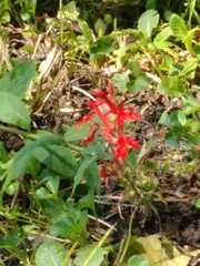 Lobelia cardinalis