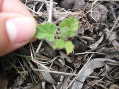 Pelargonium althaeoides
