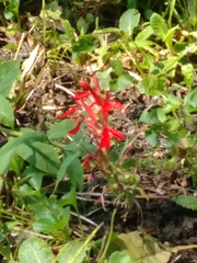 Lobelia cardinalis