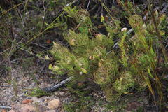 Serruria inconspicua