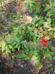 Lobelia cardinalis