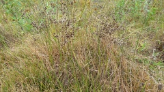 Juncus oxycarpus