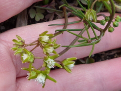 Eustegia minuta