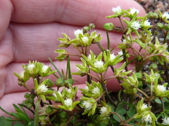 Eustegia minuta