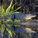 Alligator mississippiensis - Photo (c) Dennis Church,  זכויות יוצרים חלקיות (CC BY-NC-ND)