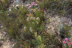 Serruria phylicoides